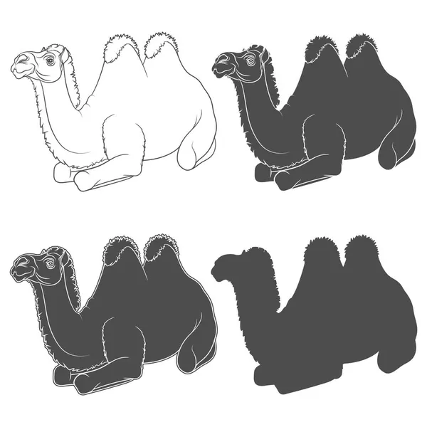 Σύνολο Ασπρόμαυρων Εικονογραφήσεων Μια Βακτριανή Καμήλα Μεμονωμένα Διανυσματικά Αντικείμενα Λευκό — Διανυσματικό Αρχείο