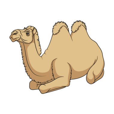 Bactrian devenin renk çizimi. Beyaz arkaplandaki izole vektör nesnesi.