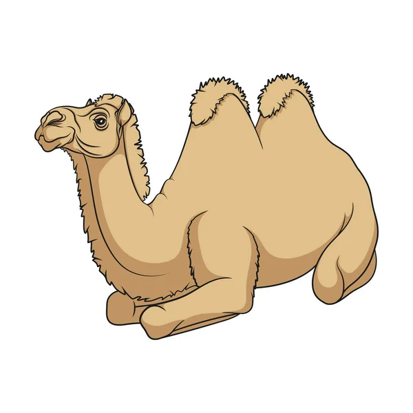 Цветная Иллюстрация Бактрианским Верблюдом Изолированный Векторный Объект Белом Фоне — стоковый вектор