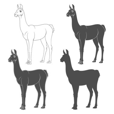 Set of black and white illustrations with shorn llama, alpaca. Isolated vector objects on a white background.