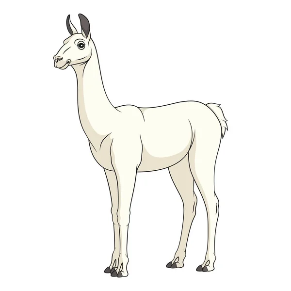 Color Illustration Shorn White Llama Alpaca Isolated Vector Object White — Stock Vector
