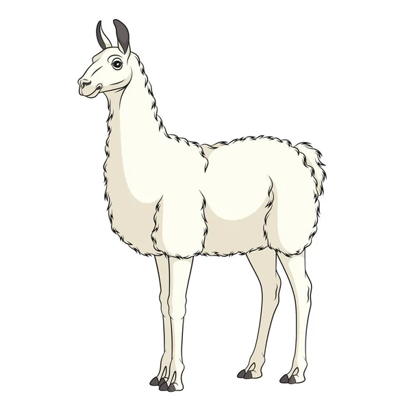 Color Illustration White Llama Alpaca Isolated Vector Object White Background — Stock Vector