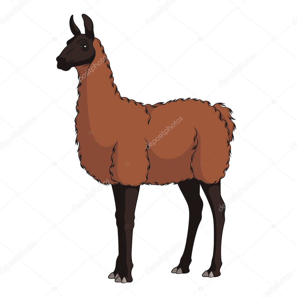 Color illustration with llama, alpaca. Isolated vector object on a white background.