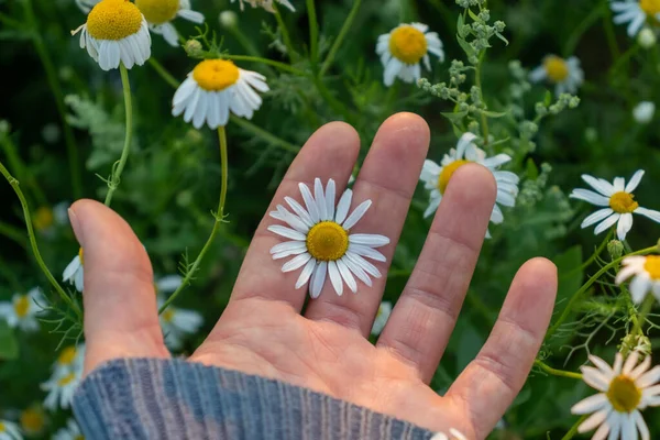 Daisy Flower Palm Woman Hand Concept Summer Rest Walking Field — Stock Photo, Image