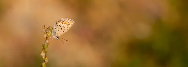 Ein Schmetterling Der Sich Trockenes Gras Klammert — Stockfoto