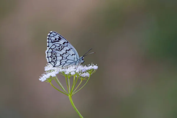 Zwart Wit Vlinder Neergestreken Een Witte Bloem Melanargia Larissa — Stockfoto
