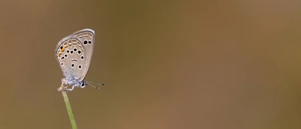 Winziger Brauner Schmetterling Ende Eines Zweiges Turanana Endymion — Stockfoto