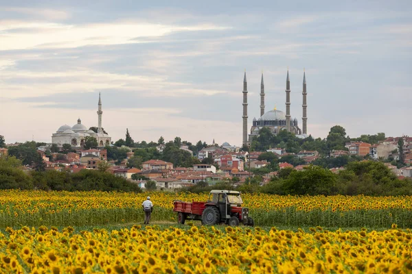 Ayçiçeği hasat eden çiftçi traktörü yüklüyor, Selimiye Camii (selimiye cami) arkada, Edirne