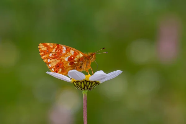 Mariposa Roja Posada Sobre Una Margarita Boloria Caucasica — Foto de Stock
