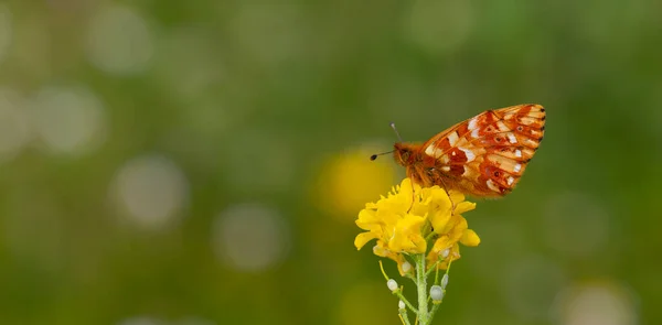 Roter Schmetterling Auf Gelber Blume Mit Bokeh Hintergrund Boloria Caucasica — Stockfoto