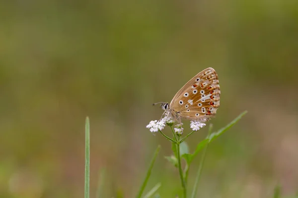 Πεταλούδα Σκαρφαλωμένη Λευκό Λουλούδι Polyommatus Bellargus — Φωτογραφία Αρχείου