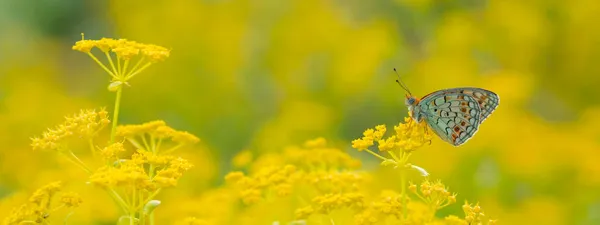 Ein Schmetterling Gelben Blüten Auf Gelbem Hintergrund Argynnis Niobe — Stockfoto