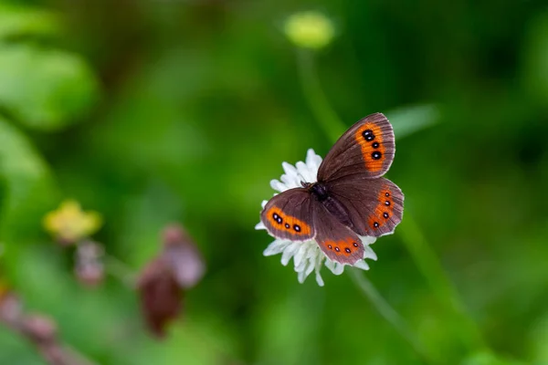 Brun Fjäril Vit Blomma Erebia Aethiops — Stockfoto