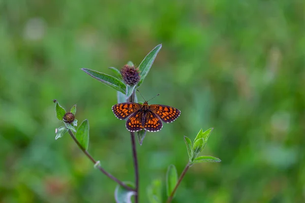 Roter Schmetterling Mit Flügeln Auf Grünem Hintergrund Melitaea Athalia — Stockfoto