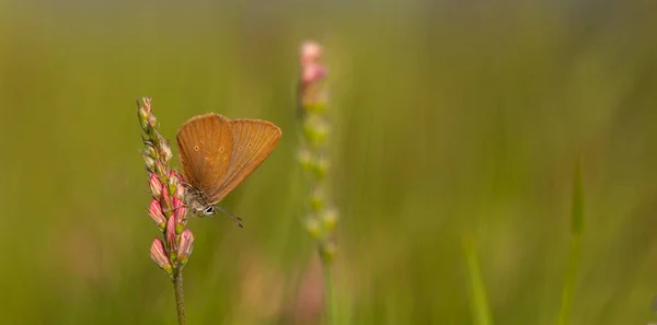 Papillon Brun Arrière Plan Vert Sur Fleur Rose Phengaris Nausithous — Photo