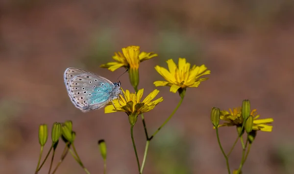 黄色の花に青い蝶 フェンガリス アリオン — ストック写真