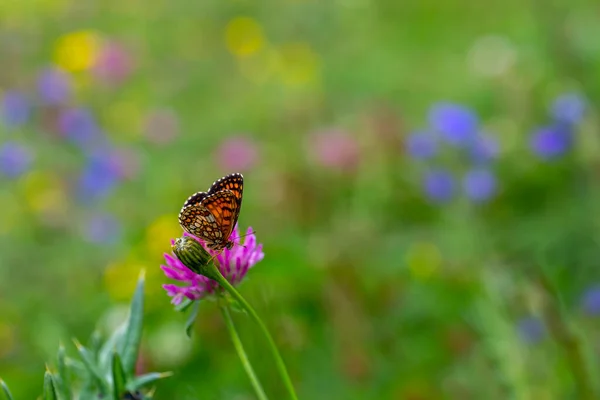 red butterfly on pink flower, Melitaea athalia