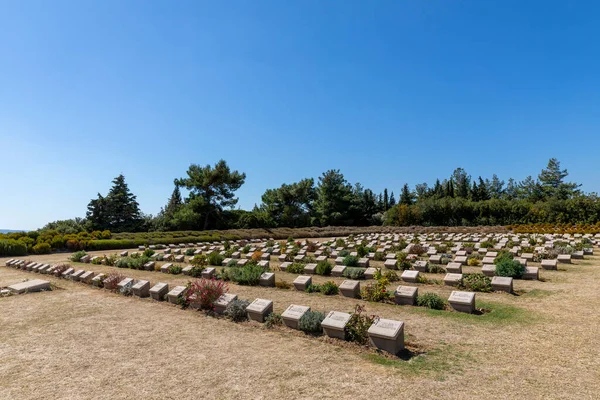 Gelibolu Çanakkale Türkiye Eylül 2021 Gelibolu Anakkale Ikonik Çam Ağacında — Stok fotoğraf