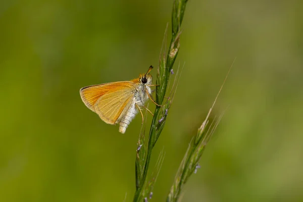 Petit Papillon Jaune Perché Sur Une Mauvaise Herbe Épineuse Thymelicus — Photo