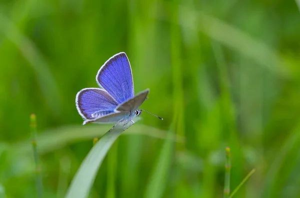 Winziger Schmetterling Mit Einer Wunderschönen Flügelspitze Blau Polyommatus Bellis — Stockfoto