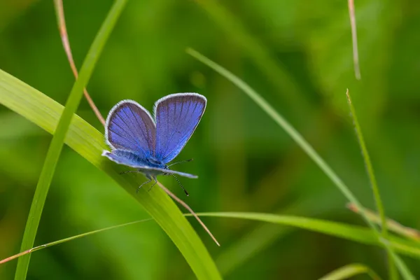 Minuscule Papillon Avec Magnifique Dessus Aile Bleu Polyommatus Bellis — Photo