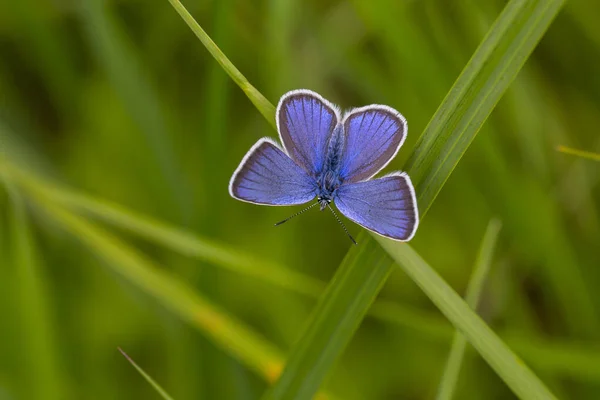 Papillon Envergure Bleue Dans Herbe Polyommatus Coelestinus — Photo