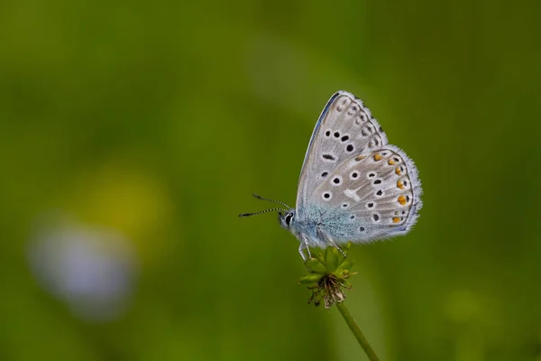 Прекрасная Бабочка Голубым Цветом Крыльев Polyommatus Bellargus — стоковое фото