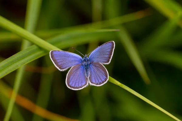 Голубая Бабочка Траве Polyommatus Coelestinus — стоковое фото