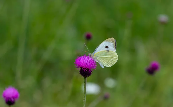 偉大な白い天使の蝶 植物へのピアスBrassicae給餌 — ストック写真