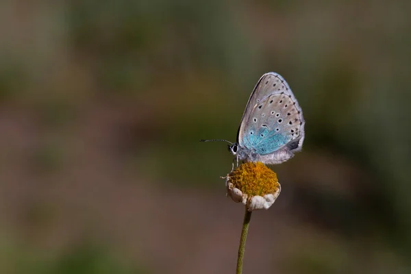 大規模な斑点のある青い蝶がデイジーにつつまれました — ストック写真
