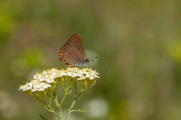 Petit Papillon Brun Sur Fleur Satyrium Acaciae — Photo