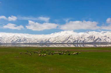 Karlı dağlar ve otlayan bir çoban sürüsünün yansıması, Yuksekova, Hakkari