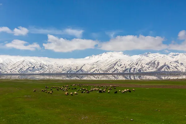 Karlı dağlar ve otlayan bir çoban sürüsünün yansıması, Yuksekova, Hakkari