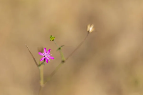 Mały Różowy Gwiazda Kształt Kwiat — Zdjęcie stockowe
