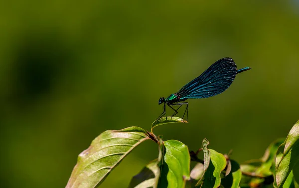Escarabajo Niña Azul Marino Oscuro Hoja Verde — Foto de Stock