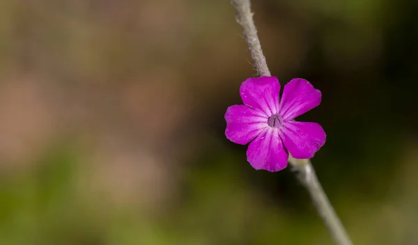 Eine Blume Form Eines Rosa Klees — Stockfoto