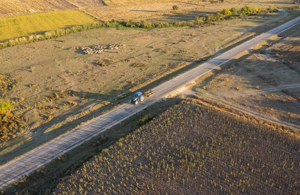 Kurumuş Bir Ayçiçeği Koyunu Otlatan Bir Çoban Bir Traktör Geçiyor — Stok fotoğraf