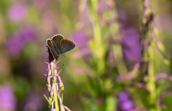 茶色の紫色の花の小さな蝶 — ストック写真