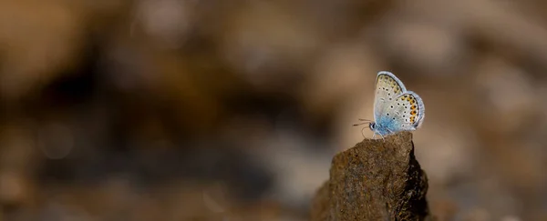 Μικροσκοπική Μπλε Πεταλούδα Σκαρφαλωμένη Πέτρα Plebejus Argus — Φωτογραφία Αρχείου