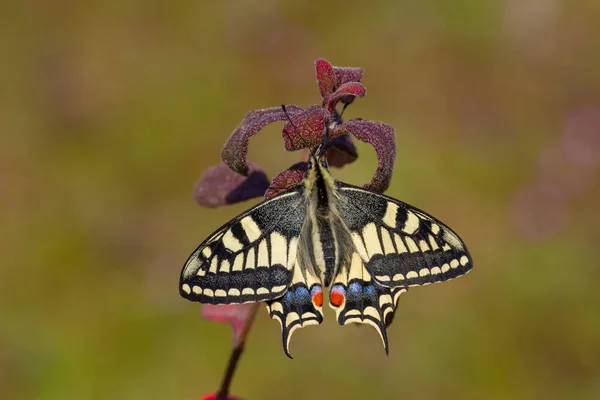 Merveilleux Papillon Hirondelle Papilio Machaon Krlangkuyruk Nom Turc Kirlangickuyruk — Photo