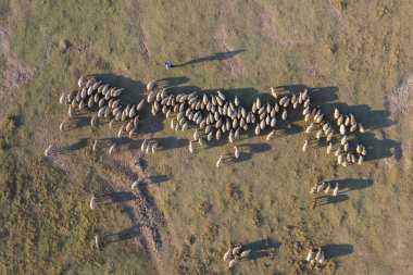 Çoban koyunlarını otlatıyor yukarıdan, enez, edirne, hindi