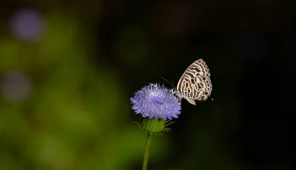 Zebra Nyomtatás Pillangó Lila Virág — Stock Fotó