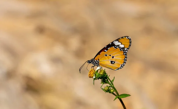 Large Orange Butterfly Flower Danaus Chrysippus — Stock Photo, Image