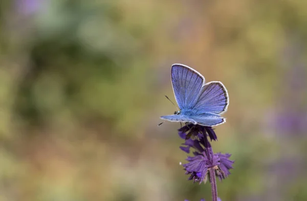 Schmetterling Mit Einem Wunderschönen Blauen Flügel — Stockfoto