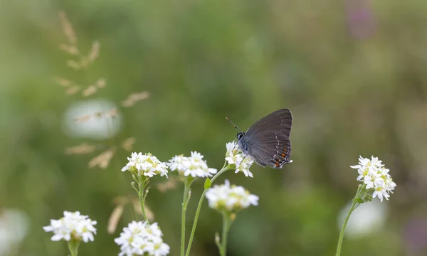 Papillon Brun Foncé Sur Des Fleurs Blanches Satyrium Ilicis — Photo