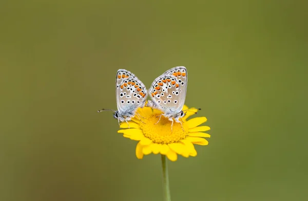 Coppia Minuscole Farfalle Sulla Margherita Gialla Polyommatus Agestis — Foto Stock