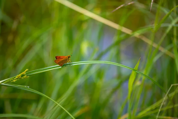 Желтая Маленькая Бабочка Траве Тимеликус Линейный — стоковое фото