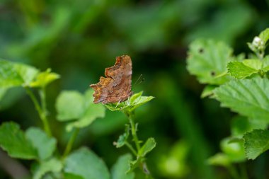 Yırtık gibi görünen kahverengi renkli bir kelebek, Polygonia c-albümü