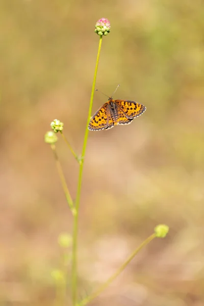 Farfalla Arancione Aggrappata Ramoscello Melitaea Didyma — Foto Stock