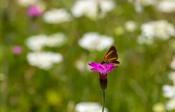 Sárgás Pillangó Táplálkozás Apró Rózsaszín Virág Thymelicus Sylvestris — Stock Fotó
